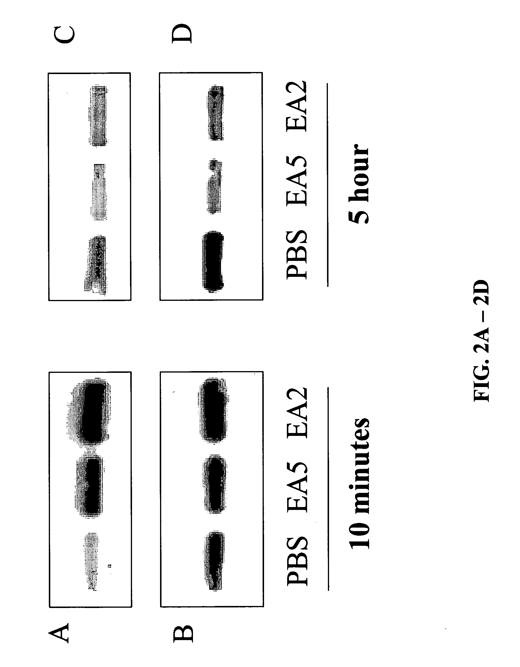 EphA2 agonistic monoclonal antibodies and methods of use thereof