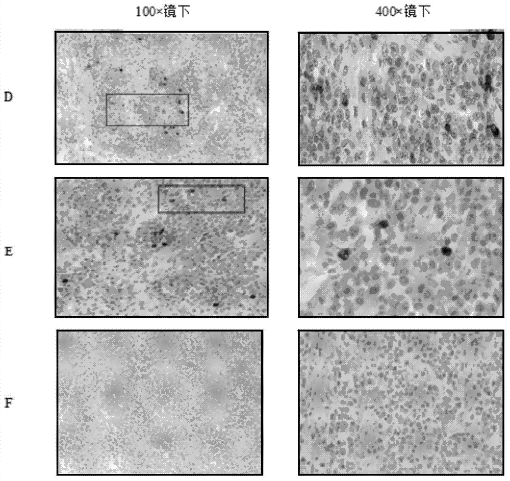 Hybridoma cell, pcv2 monoclonal antibody and application thereof