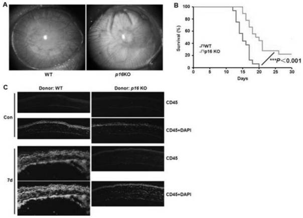 Application of ABT-263 in preparation of medicine for inhibiting corneal transplantation immunological rejection