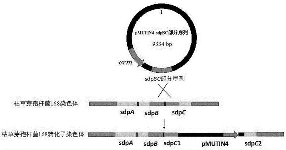 Method of improving alpha-amylase activity in bacillus subtilis fermentation liquid