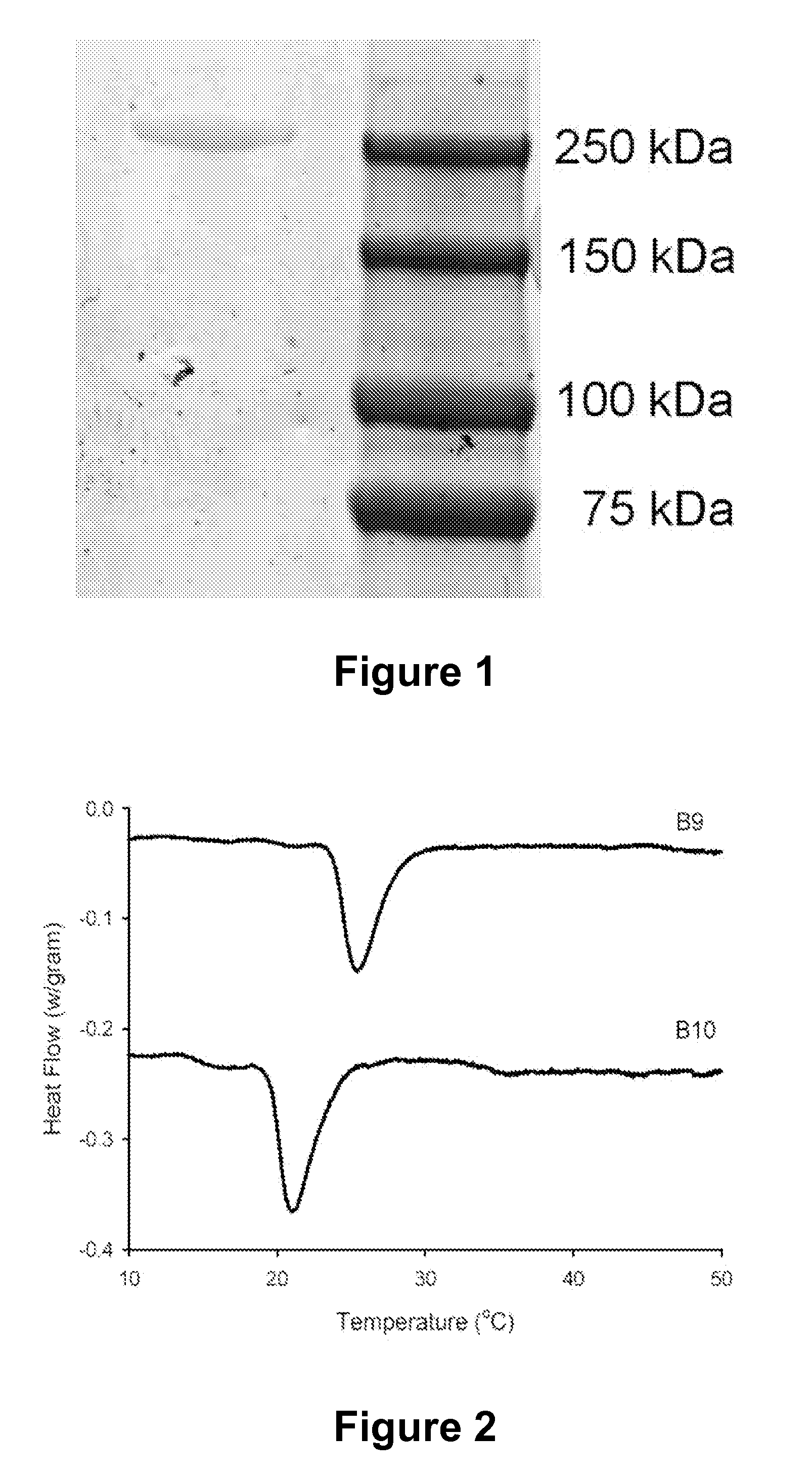 Modified Protein Polymers