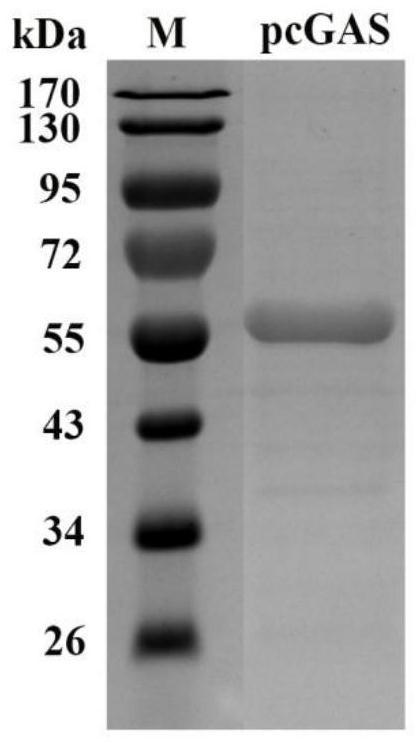 Preparation and activity identification method of a pig-derived second messenger molecule 2′3′-cgamp