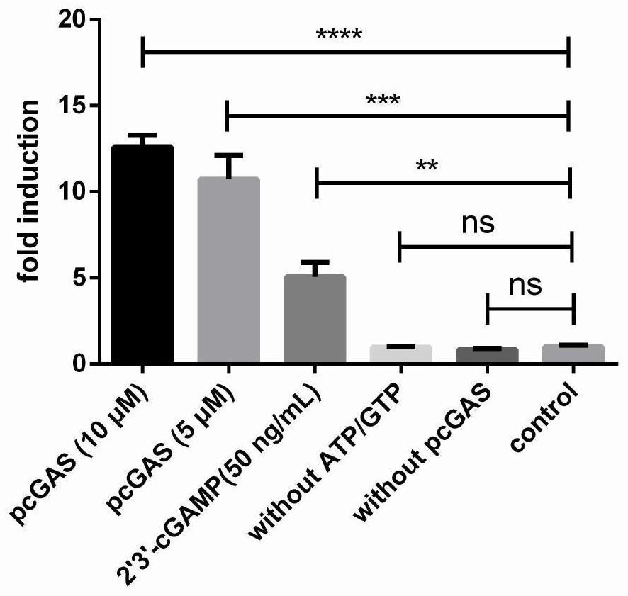 Preparation and activity identification method of a pig-derived second messenger molecule 2′3′-cgamp