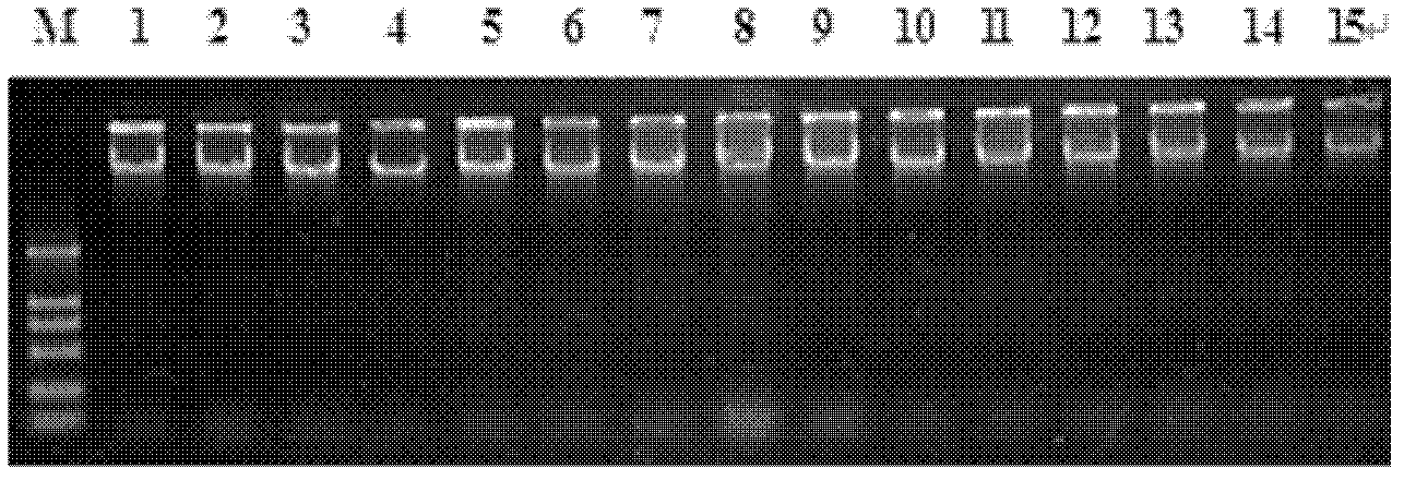 Radish cytoplasmic male sterility molecular markers and method for assisting selective breeding using same