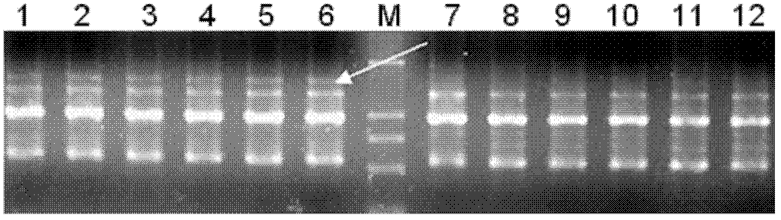 Radish cytoplasmic male sterility molecular markers and method for assisting selective breeding using same