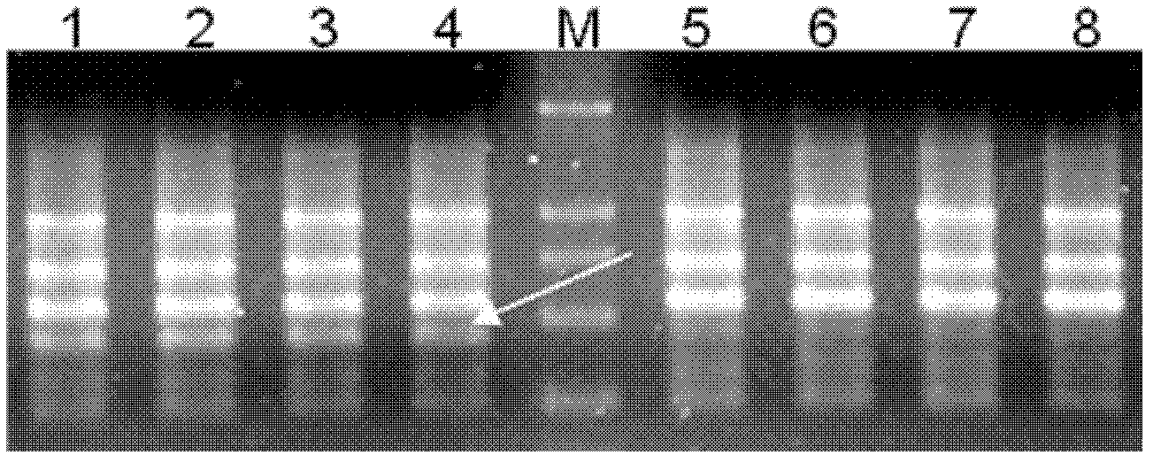 Radish cytoplasmic male sterility molecular markers and method for assisting selective breeding using same