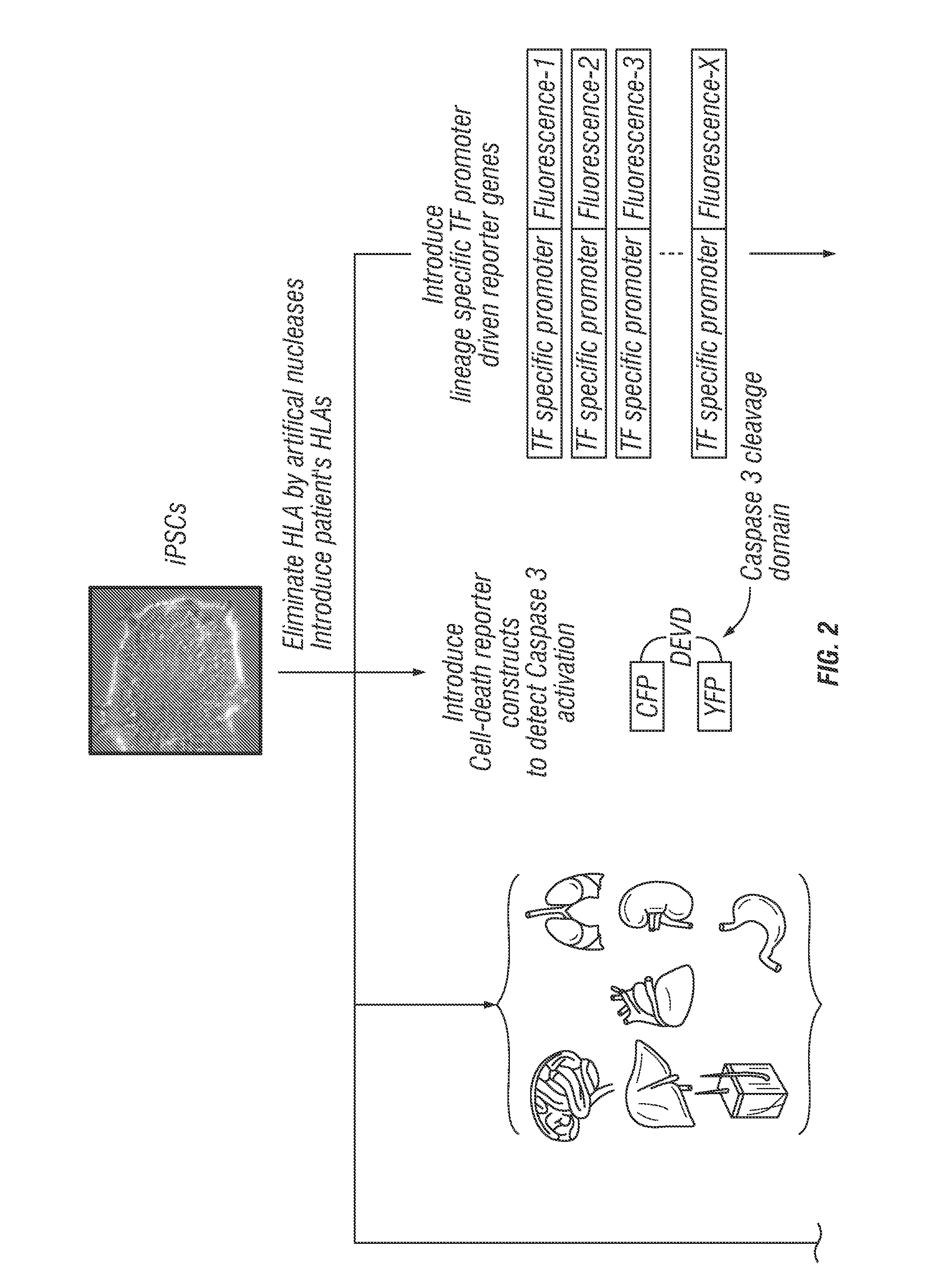 Application of induced pluripotent stem cells to generate adoptive cell therapy products