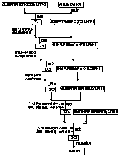 Method for breeding high-quality female line cucumbers with hard pulp