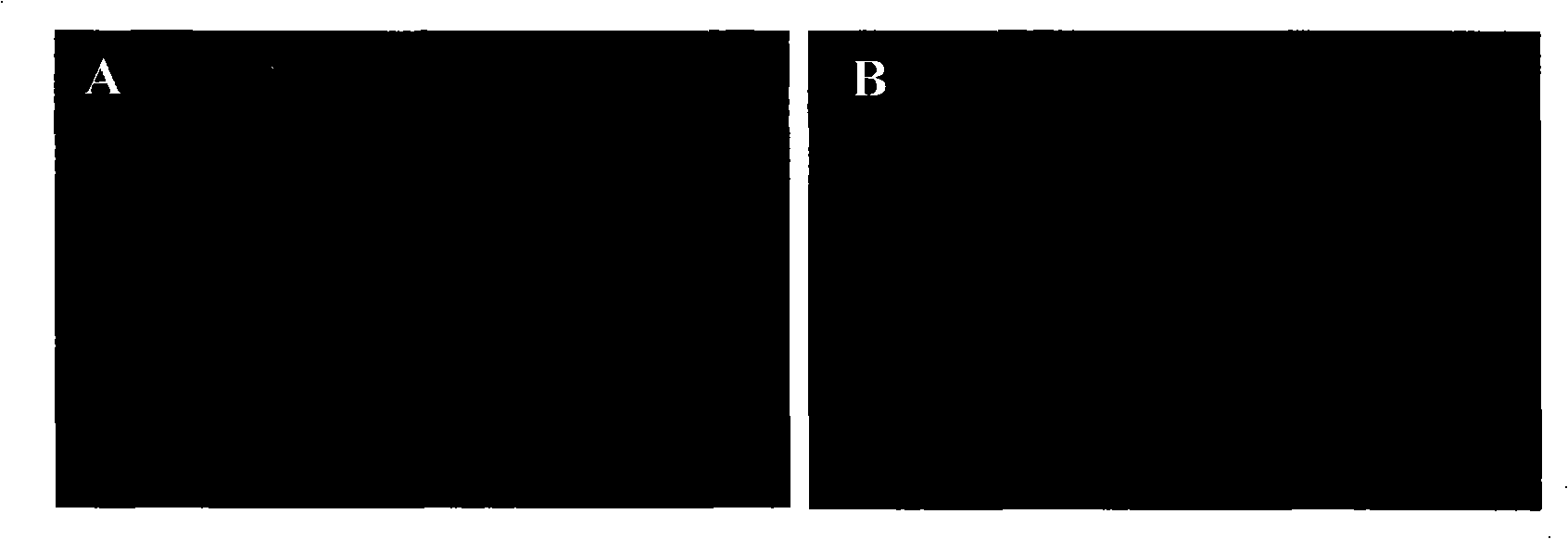 ST cell lines for stably expressing T7 RNA polyase, constructing process and applications thereof