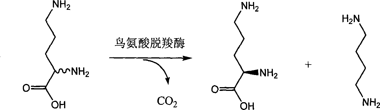 Chiral method for preparing D-ornithine and putrescine or derivatives thereof