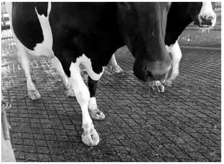 Foam-type lotion for preventing and treating hoof disease of dairy cow, preparation method and application thereof