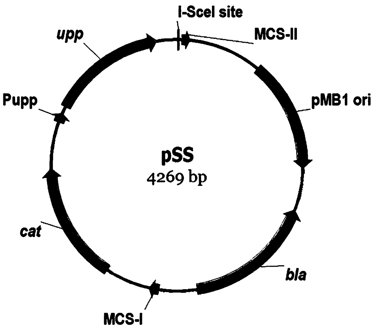 Genetic manipulation method for manually controlling spontaneous mutation rate of bacillus subtilis and application thereof