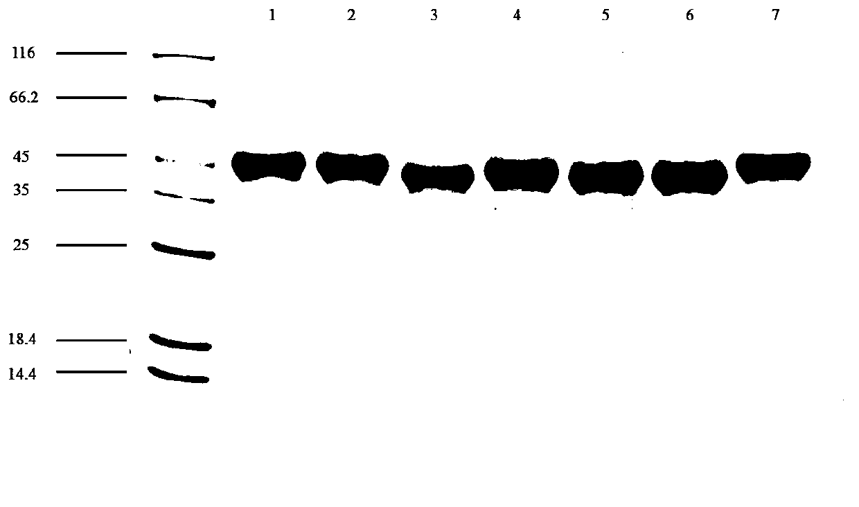 Nitrilase mutant and its application