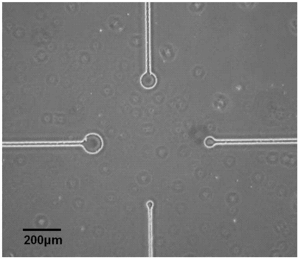 Magnetic field assisted dielectrophoresis enrichment method for nanoparticle labeled immunodetection