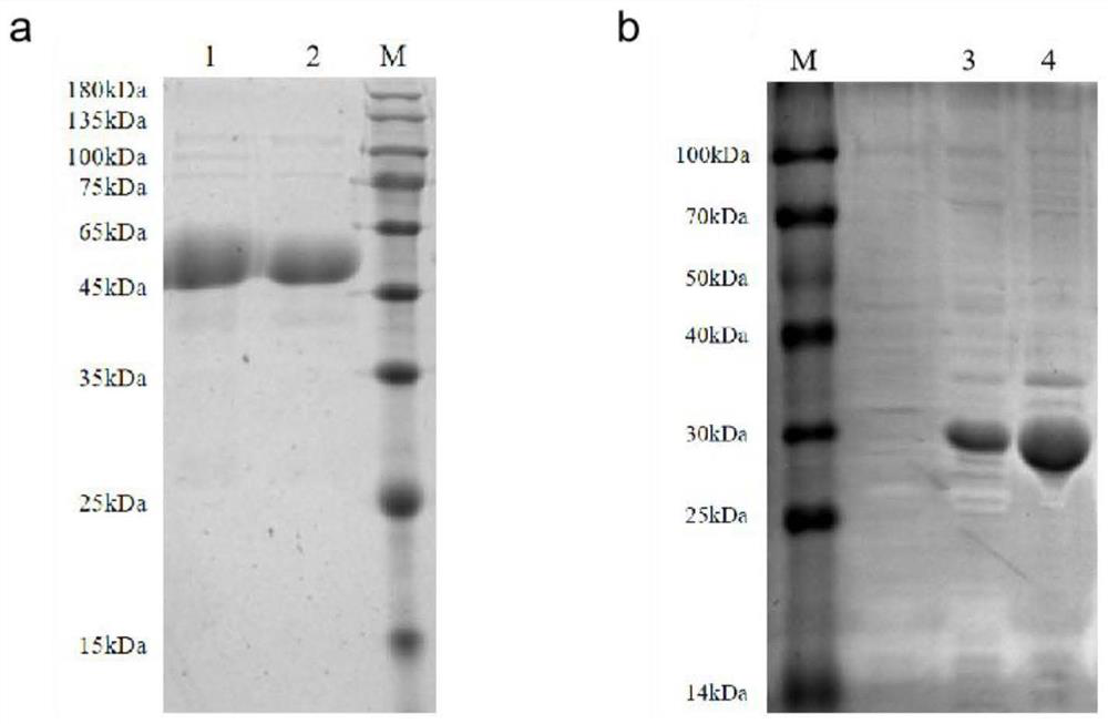 Clostridium perfringens alpha toxin visual detection method