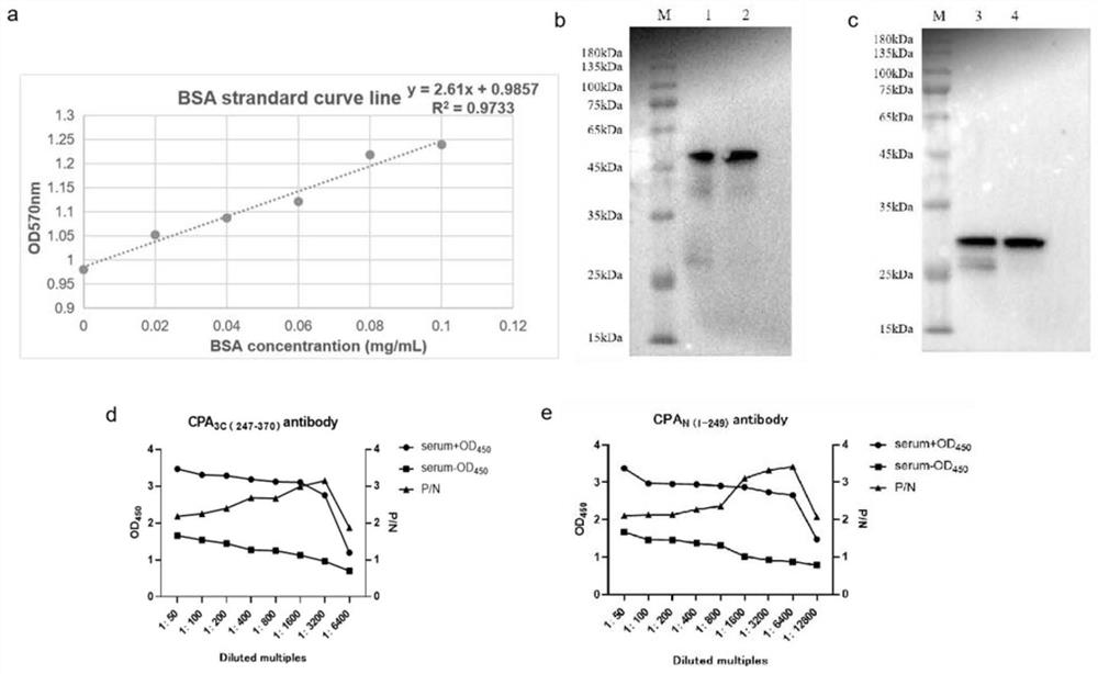 Clostridium perfringens alpha toxin visual detection method