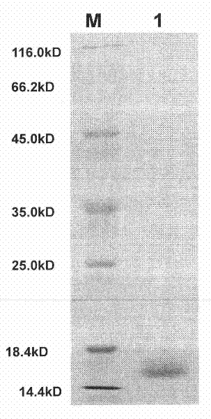 Lepista sordida protein LsAPII as well as preparation method and application thereof