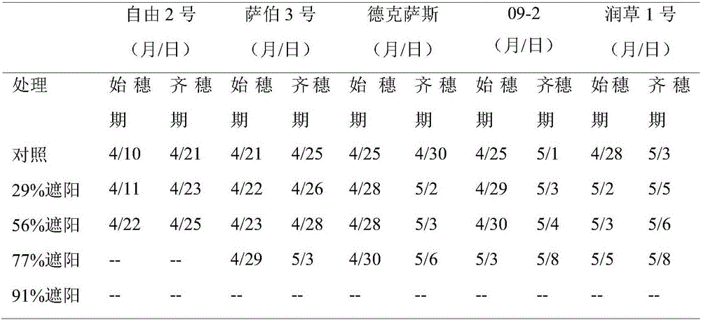 Shade tolerance indoor detection method for poaceae turf grass