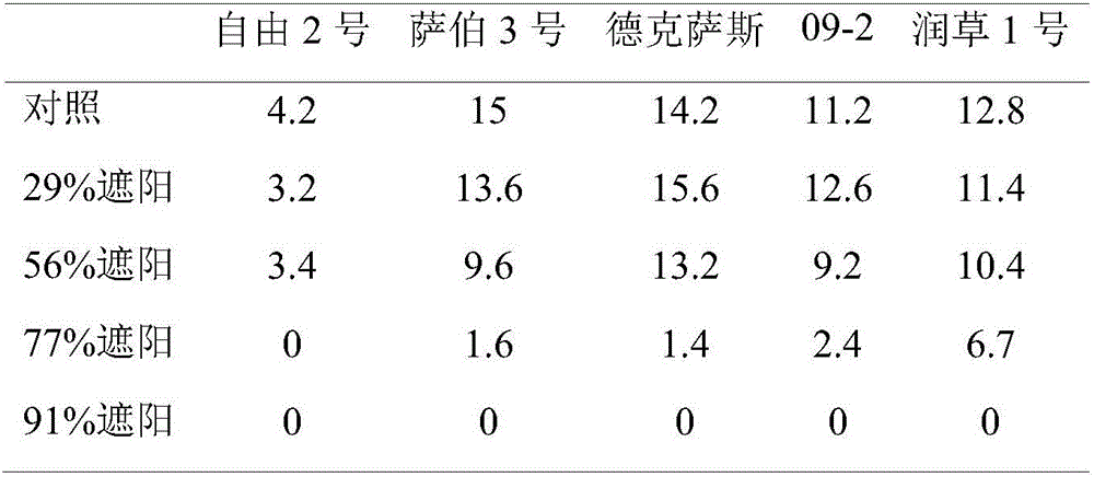 Shade tolerance indoor detection method for poaceae turf grass