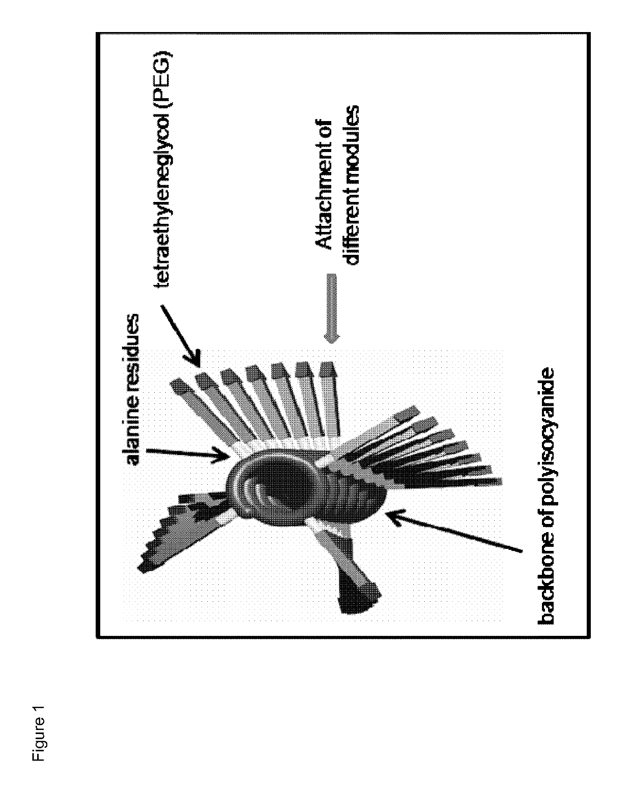 Immunomodulatory protein constructs with a helical polymeric backbone