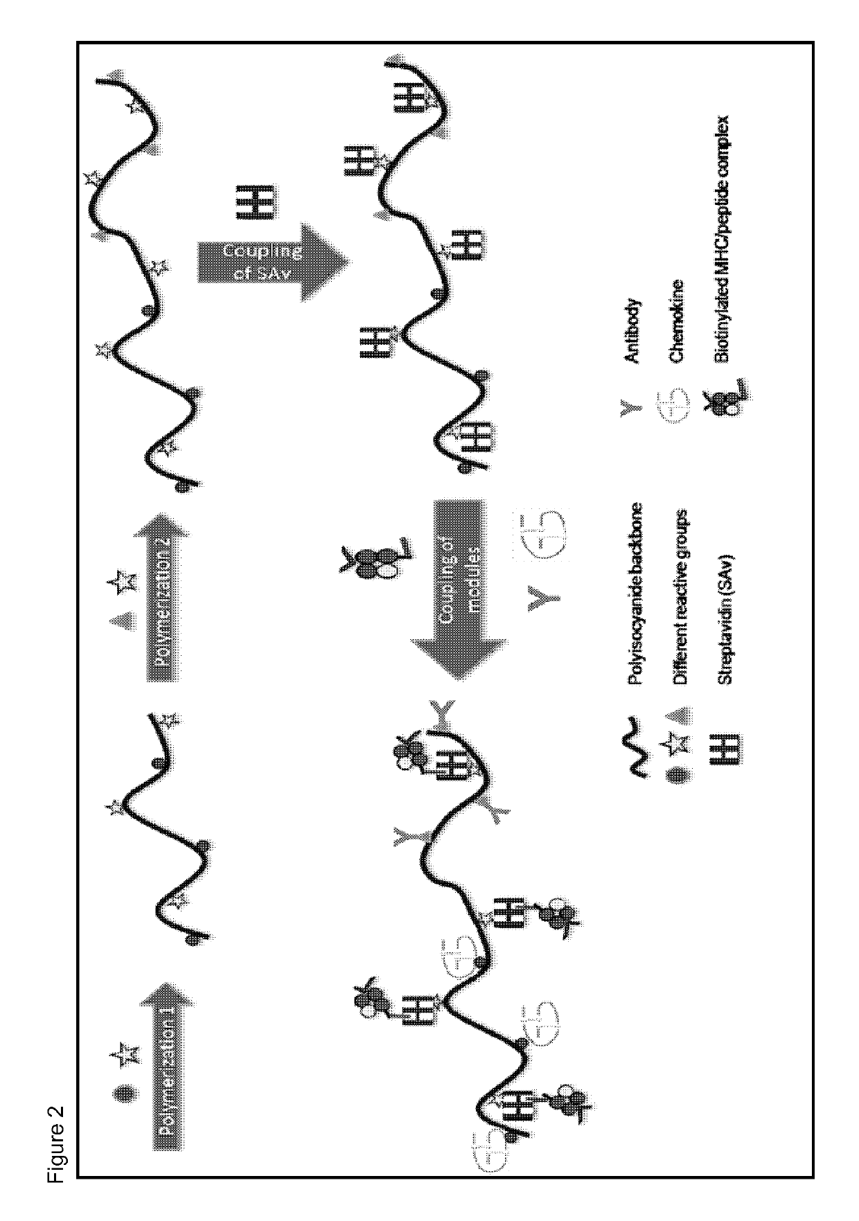 Immunomodulatory protein constructs with a helical polymeric backbone