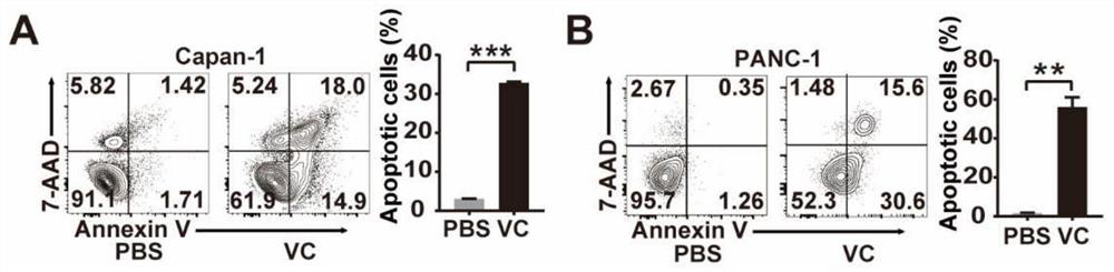 Application of phosphatase PHLPP2 in preparation of prognostic marker preparation for treating pancreatic cancer by vitamin C