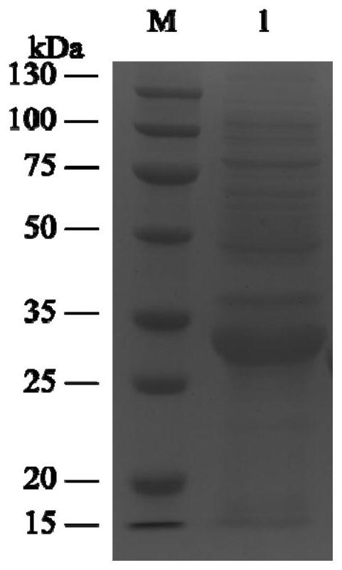 Method for preparing calcipotriol key chiral intermediate based on short-chain carbonyl reductase