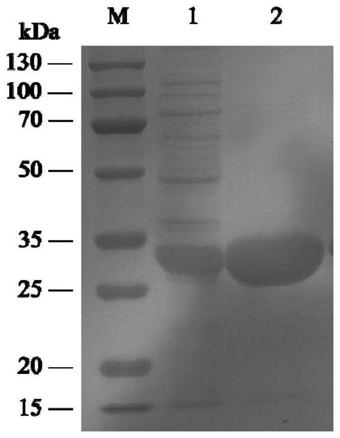 Method for preparing calcipotriol key chiral intermediate based on short-chain carbonyl reductase