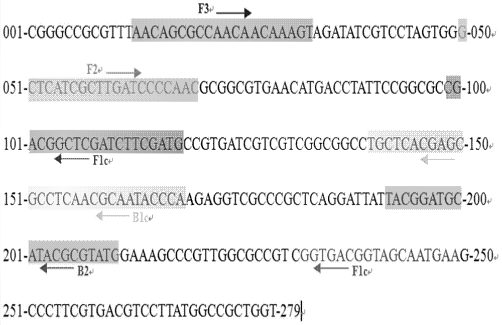 Histoplasma infection molecular diagnosis kit based on loop-mediated isothermal amplification (LAMP) technique principles and application thereof