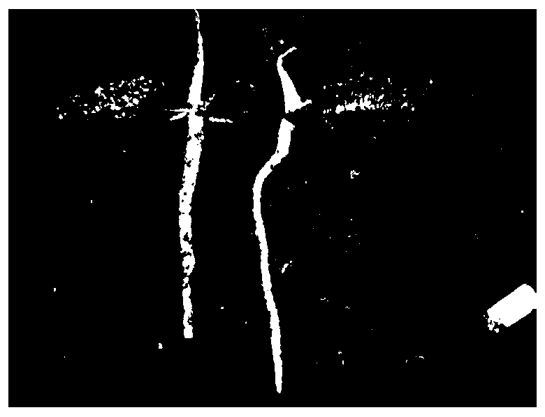 Two-stage container seedling raising method for carya illinoensis