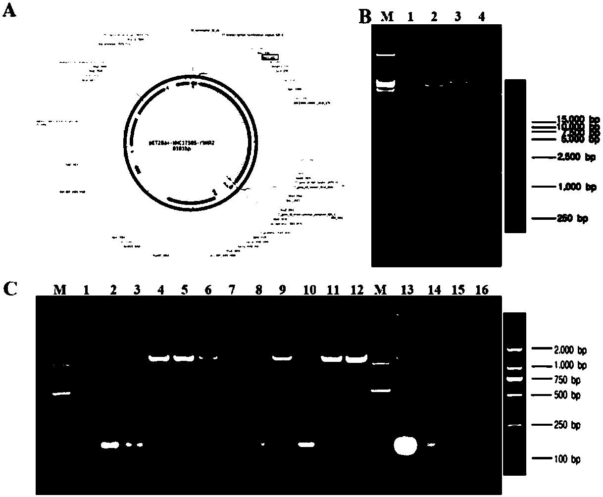 Affinity chromatography purification method of placenta sample chondroitin sulfate A or derivative thereof