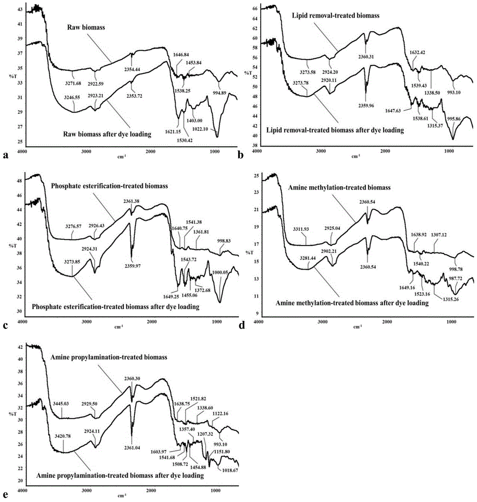 Preparation method and use of white-rot fungus mycelium biological adsorbent