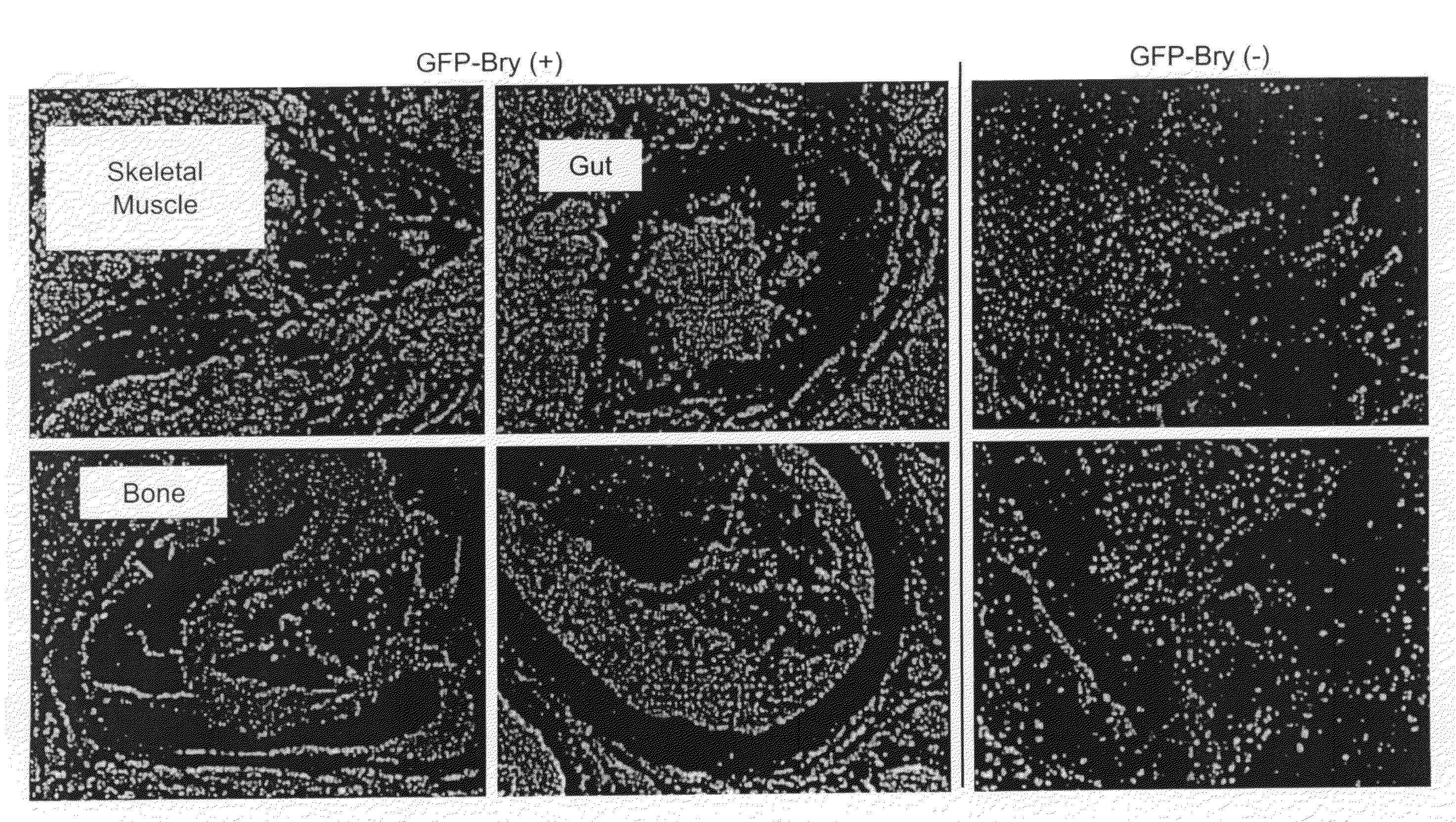 Mesoderm And Definitive Endoderm Cell Populations