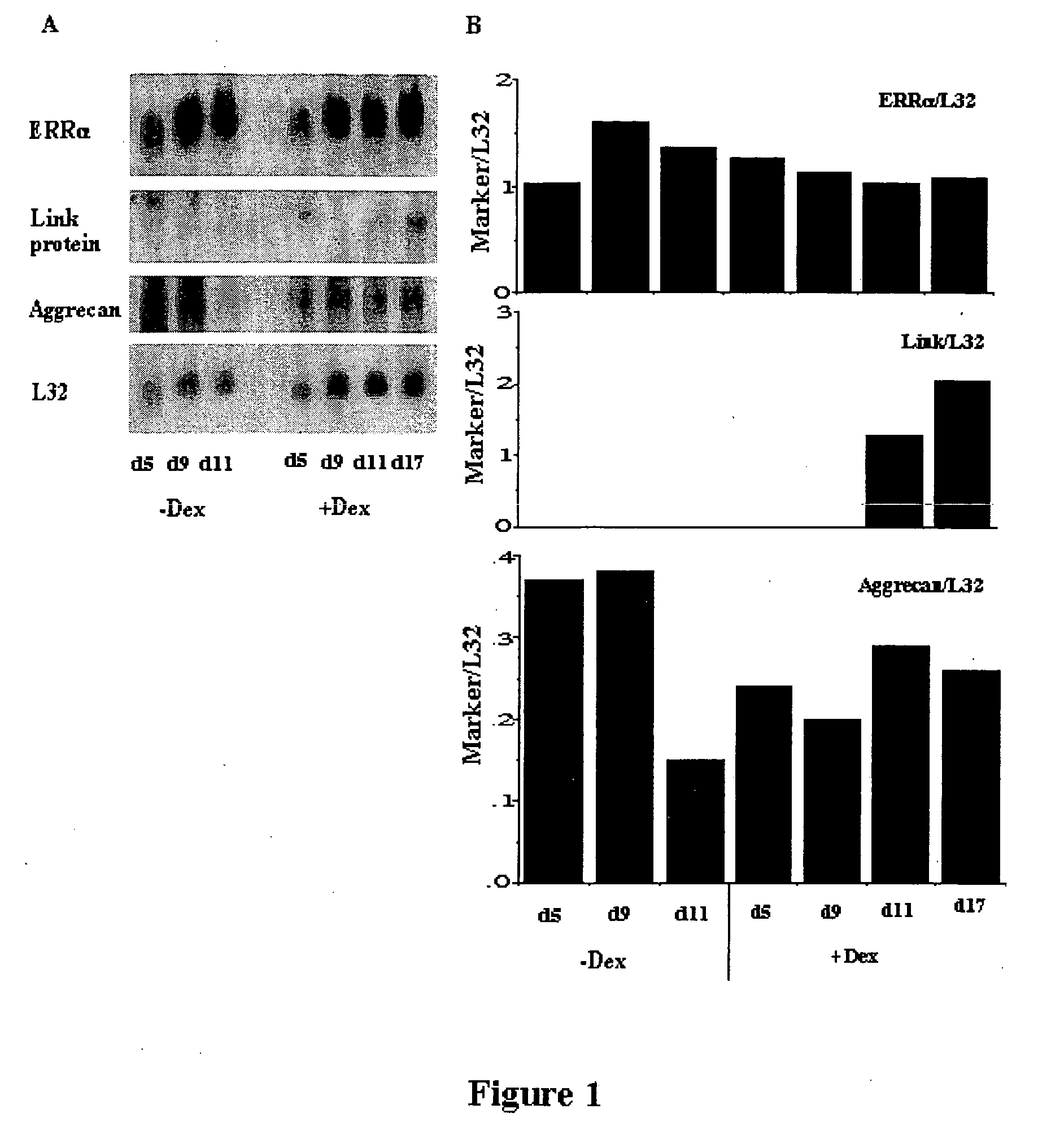 Estrogen receptor-related receptor alpha (ERRalpha) and cartilage formation