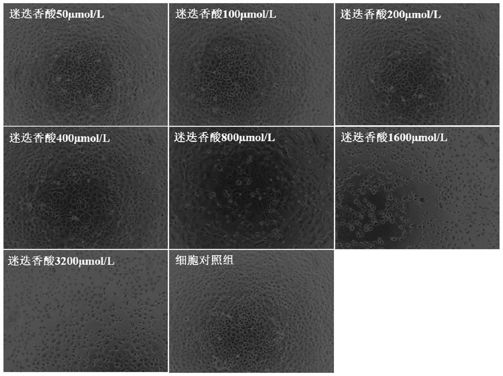 Application of rosmarinic acid in preparation of medicine for inhibiting varicella-zoster virus