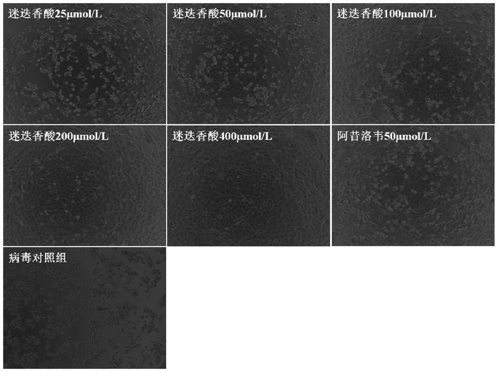 Application of rosmarinic acid in preparation of medicine for inhibiting varicella-zoster virus