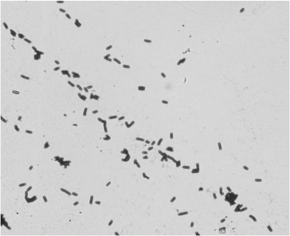 Bacillus amyloliquefaciens strain and applications thereof in inhibiting plasmopara viticola