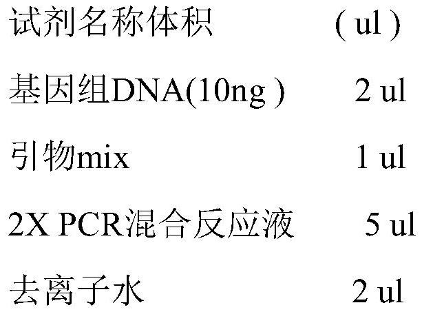 KCNMA1 gene SNP marker usable for assisting in accurate medication of clopidogrel