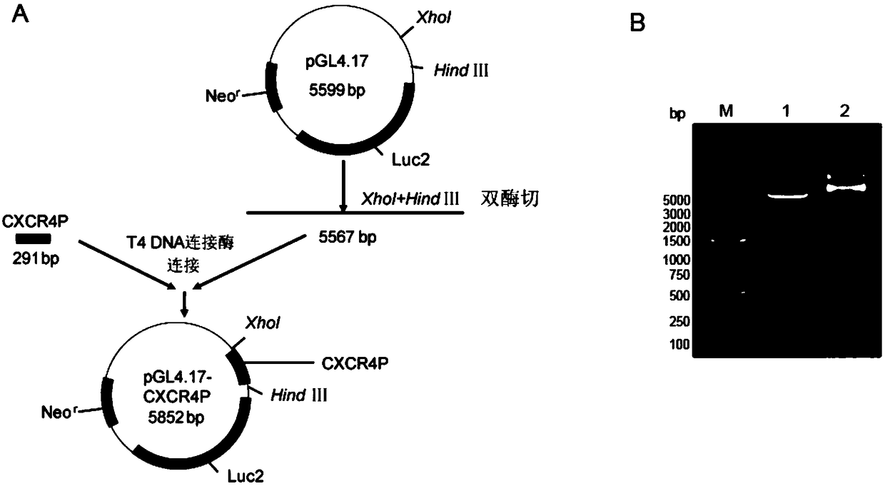 Method for screening stem cell homing promotion drugs, recombinant vector and cell strain