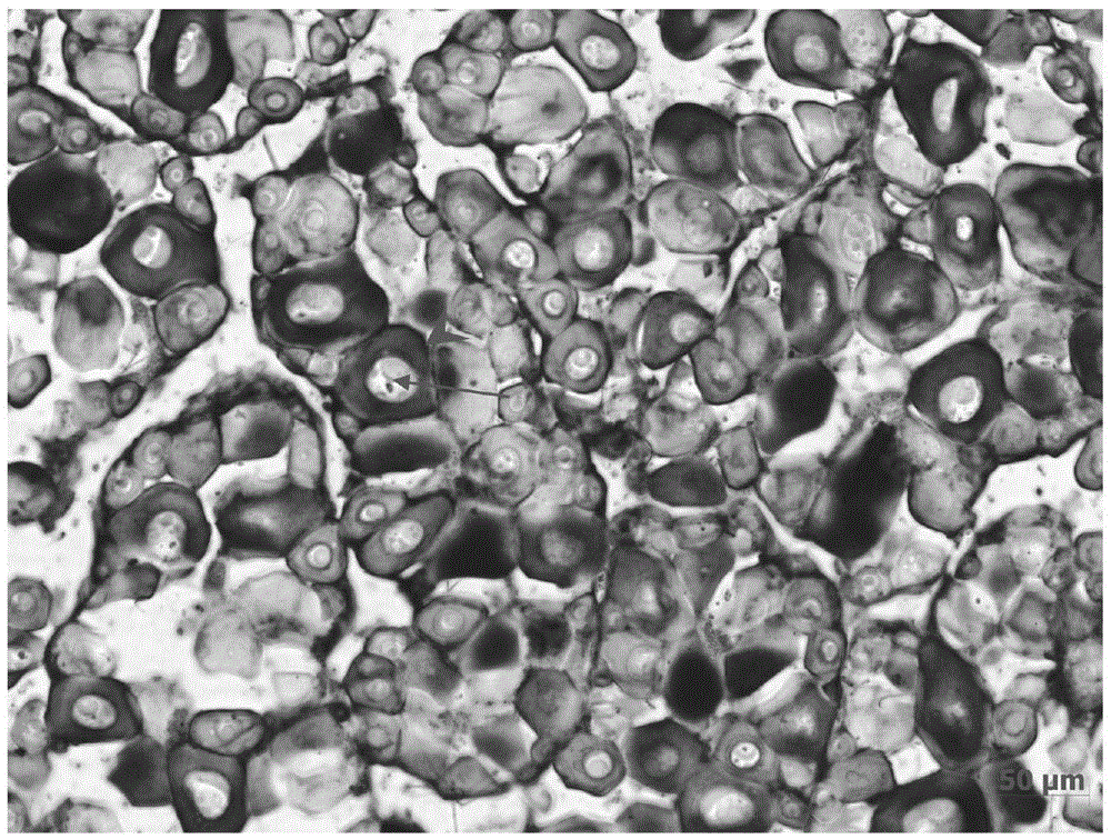 Method suitable for bastard halibut gonad frozen section mRNA in-situ hybridization