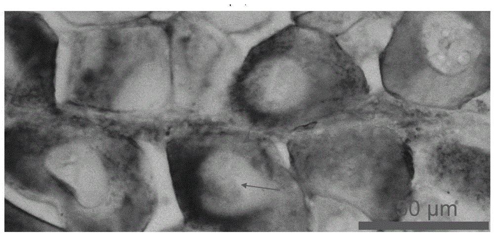 Method suitable for bastard halibut gonad frozen section mRNA in-situ hybridization