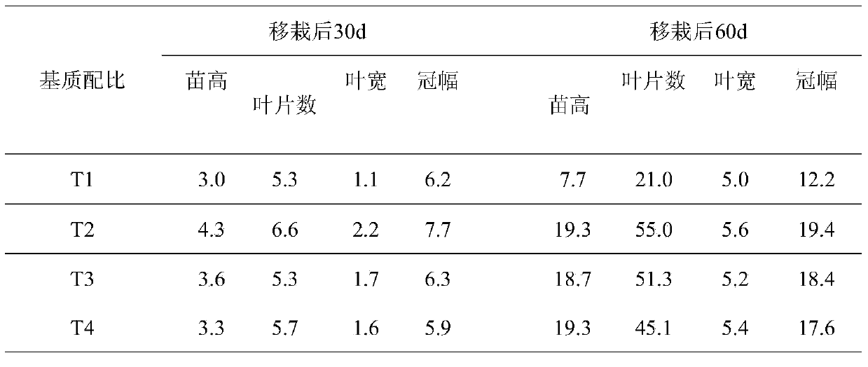 Method for preparing coleus blumei cultivating medium and cultivating coleus blumei based on urban domestic sludge