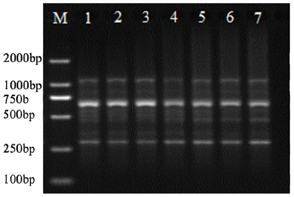 Molecular identification kit and identification method for rabdosia serra