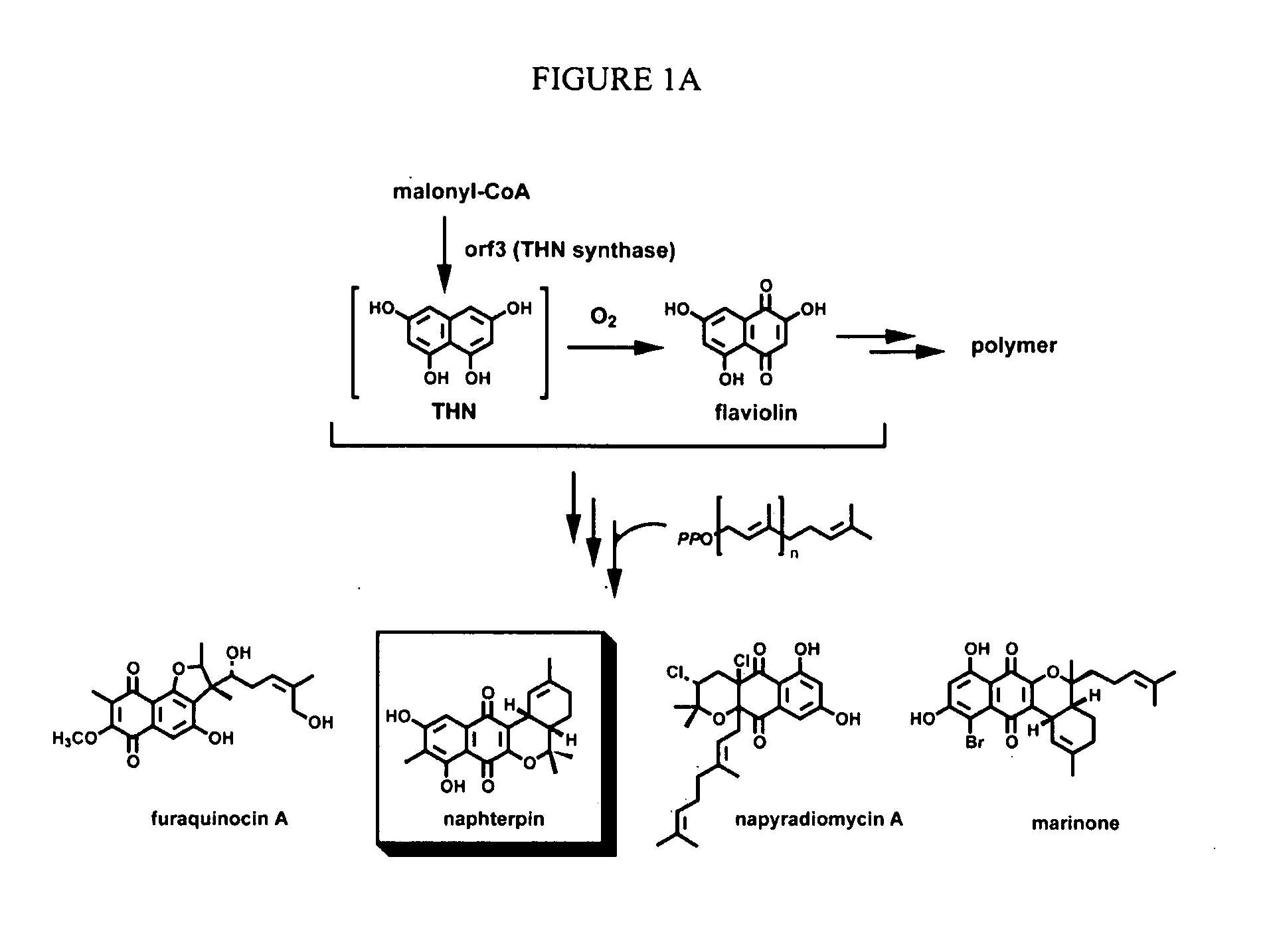 Novel aromatic prenyltransferases, nucleic acids encoding same and uses therefor