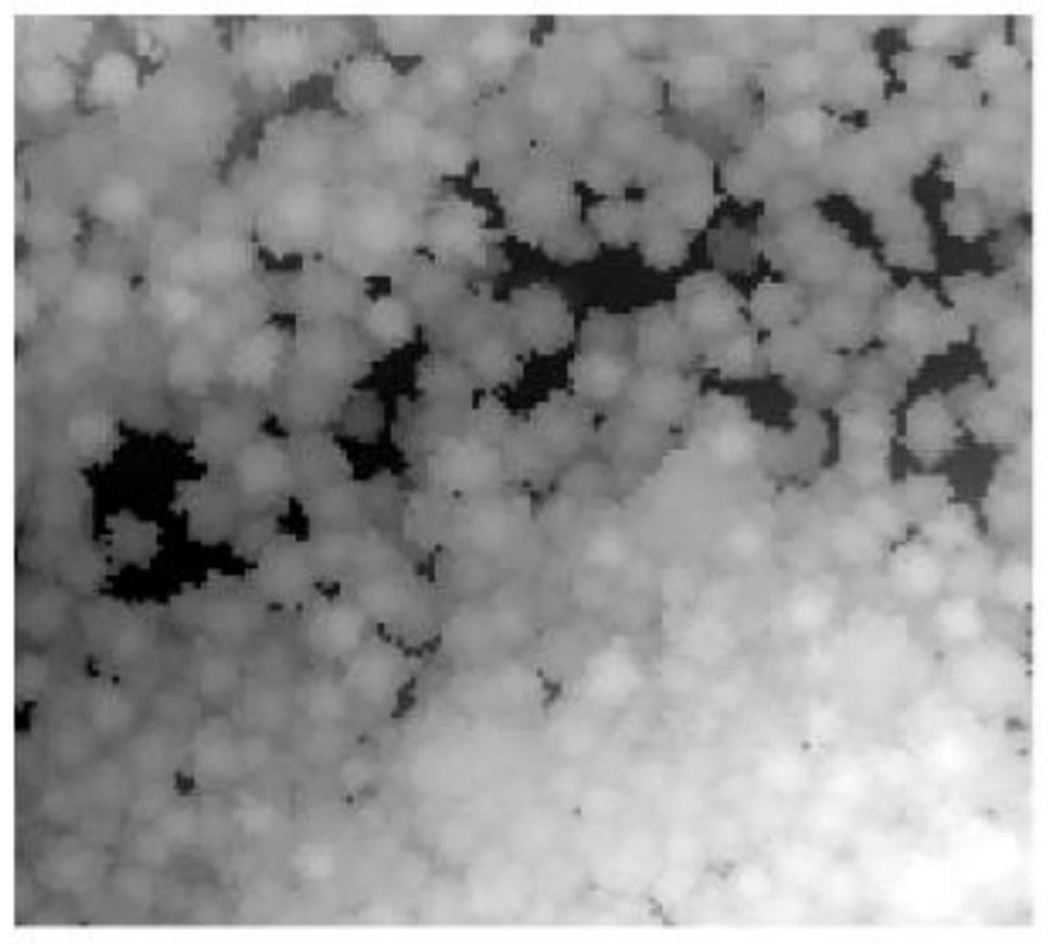 A Tree Crown Extraction Method Based on UAV Multi-source Remote Sensing