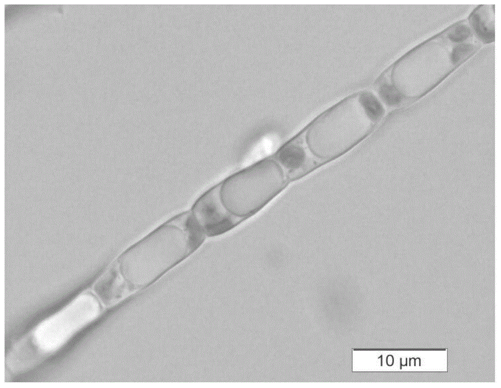 Novel-type tribonema and cultivation and application thereof