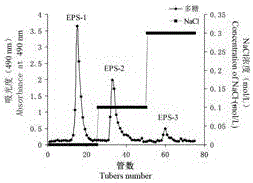 Thelephora ganbajun Zang exopolysaccharide, preparation method thereof and application of exopolysaccharide