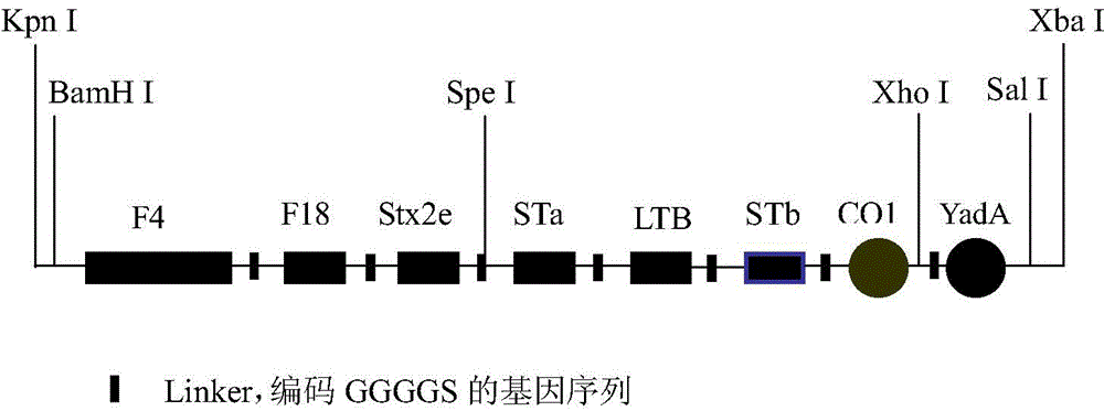 Optimized enterotoxigenic escherichia coli-producing polyvalent antigen gene sequence and application thereof in preventing weaned piglet diarrhea