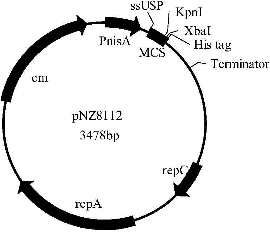 Optimized enterotoxigenic escherichia coli-producing polyvalent antigen gene sequence and application thereof in preventing weaned piglet diarrhea