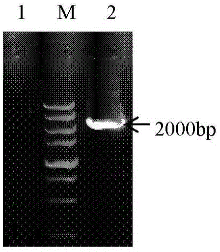 Recombinant Newcastle disease LaSota vaccine strain for expressing West Nile virus (WNV) PrM/E protein